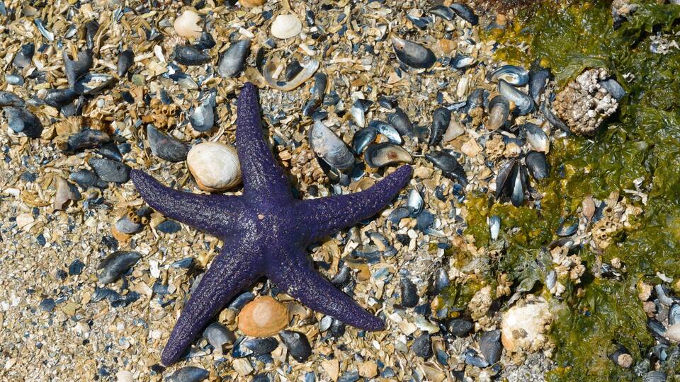 A starfish on a rocky beach with various shells and seaweed.