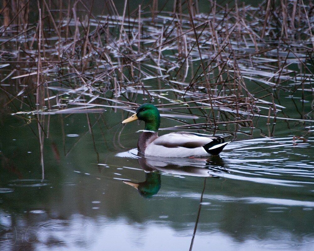 Chemainus lake is easily accessed from the trans-canada highway.  