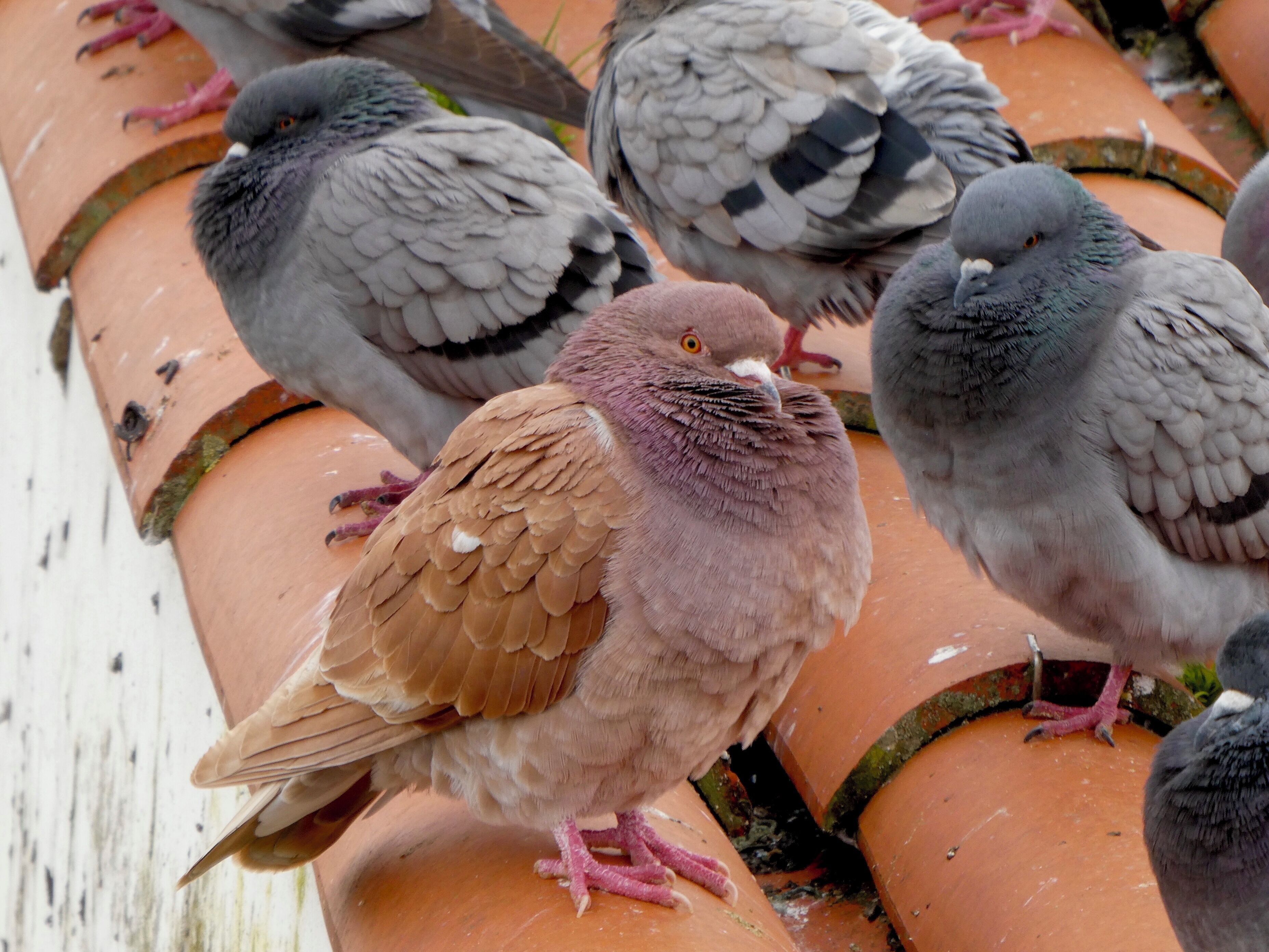 This little guy looks a bit out of place with all of the grey pigeons. But, he’s awfully cute. 