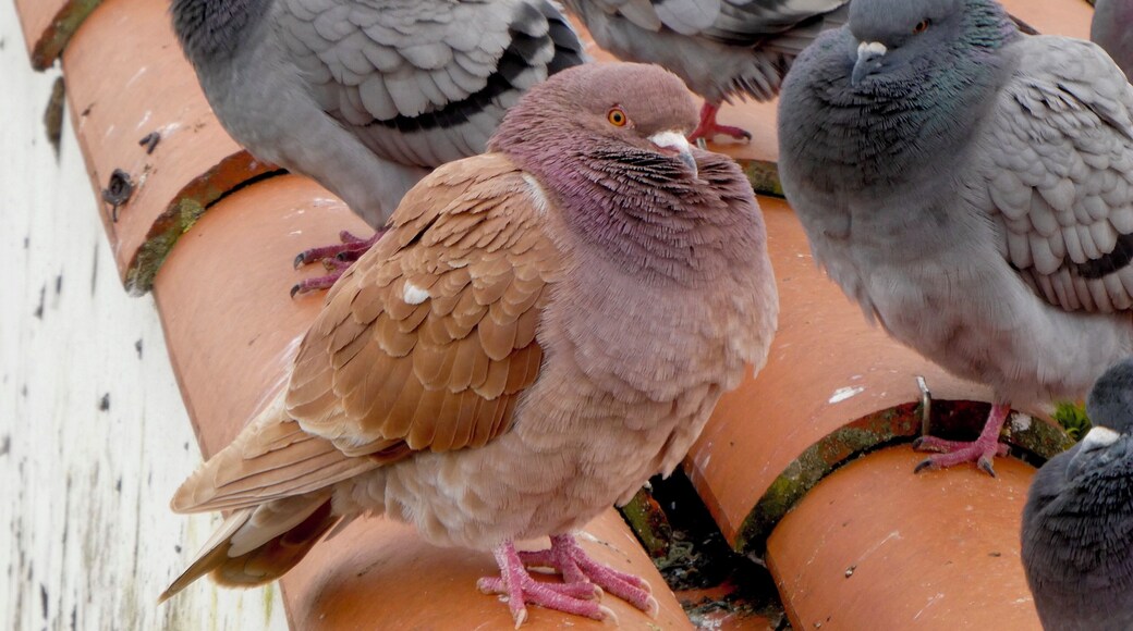This little guy looks a bit out of place with all of the grey pigeons. But, he’s awfully cute.