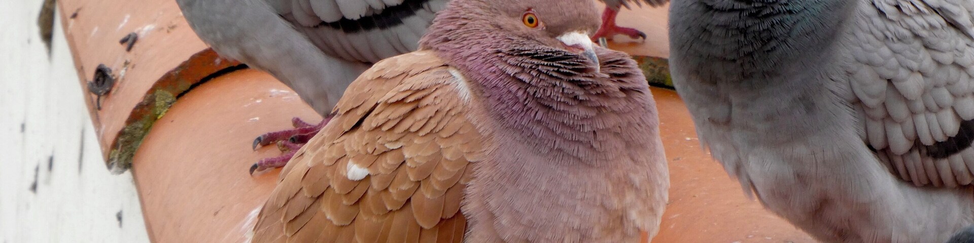Palomas posadas en tejas de arcilla.