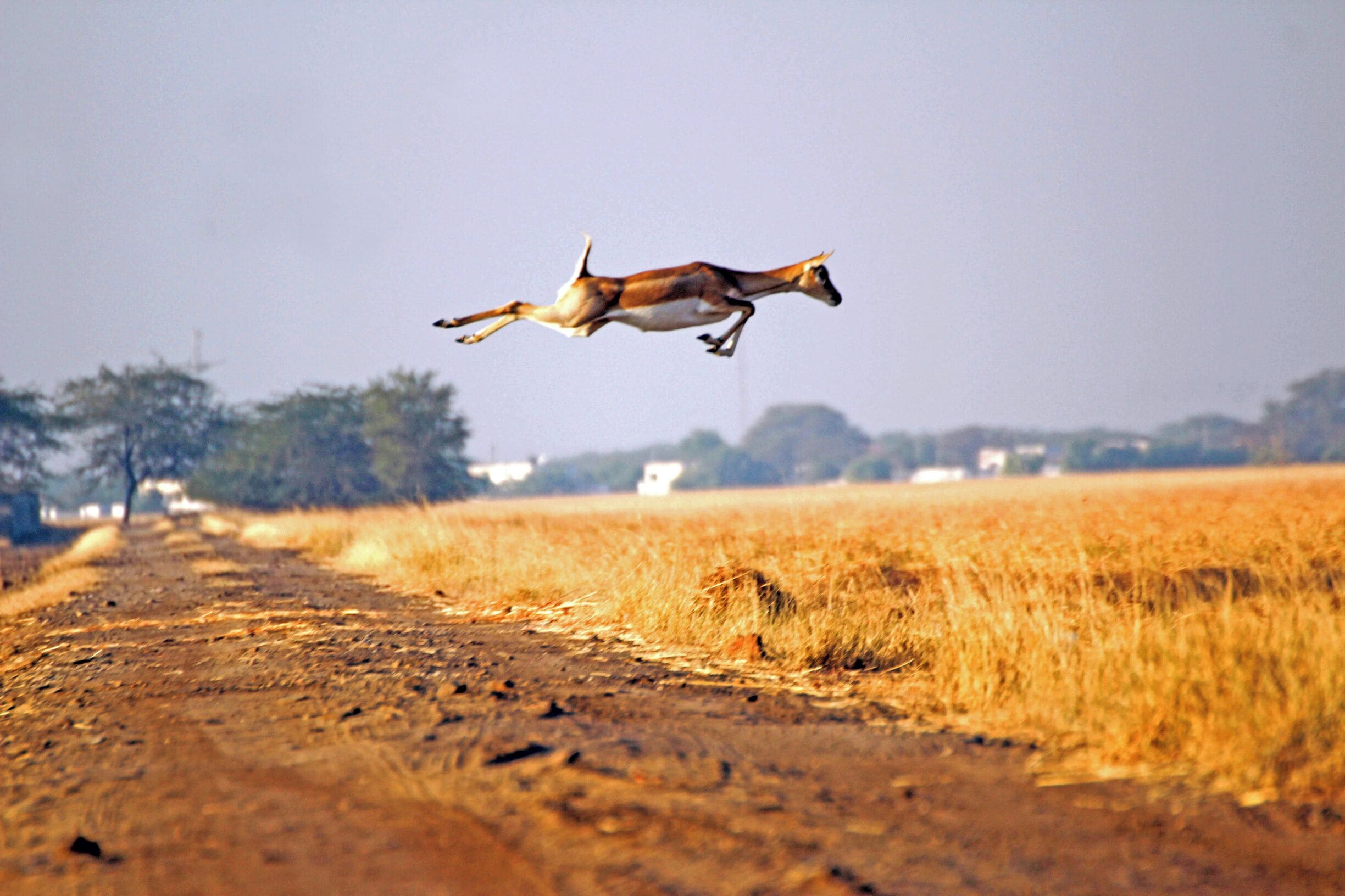 Art for Survival
Flying Buck
Black Buck

#AdventurePacked