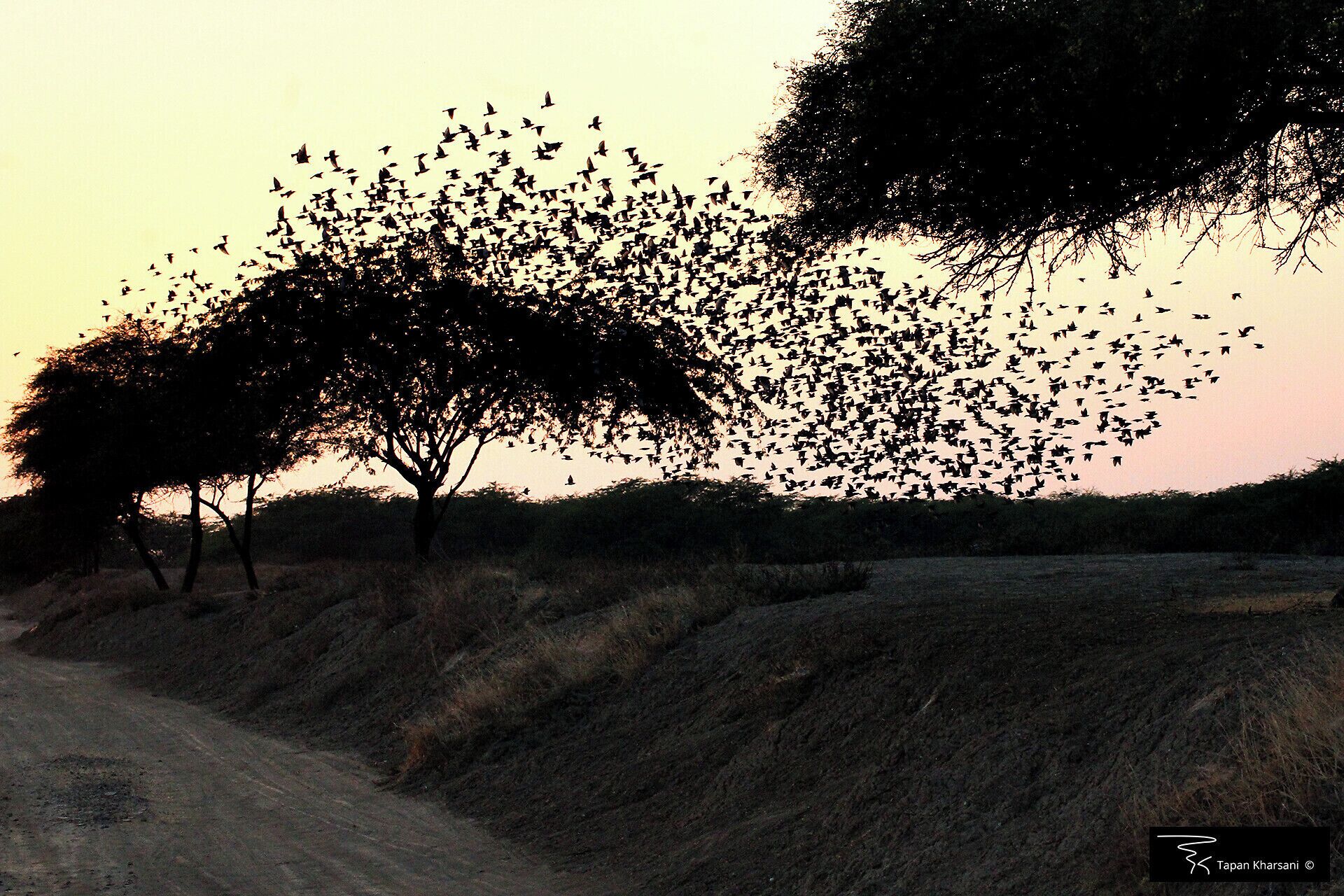 A tree with a flock of birds flying around it.