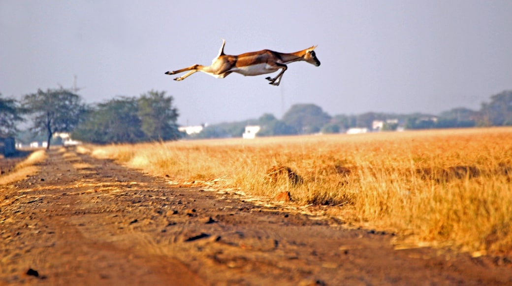Flying Buck
Blackbuck
#Wildlife