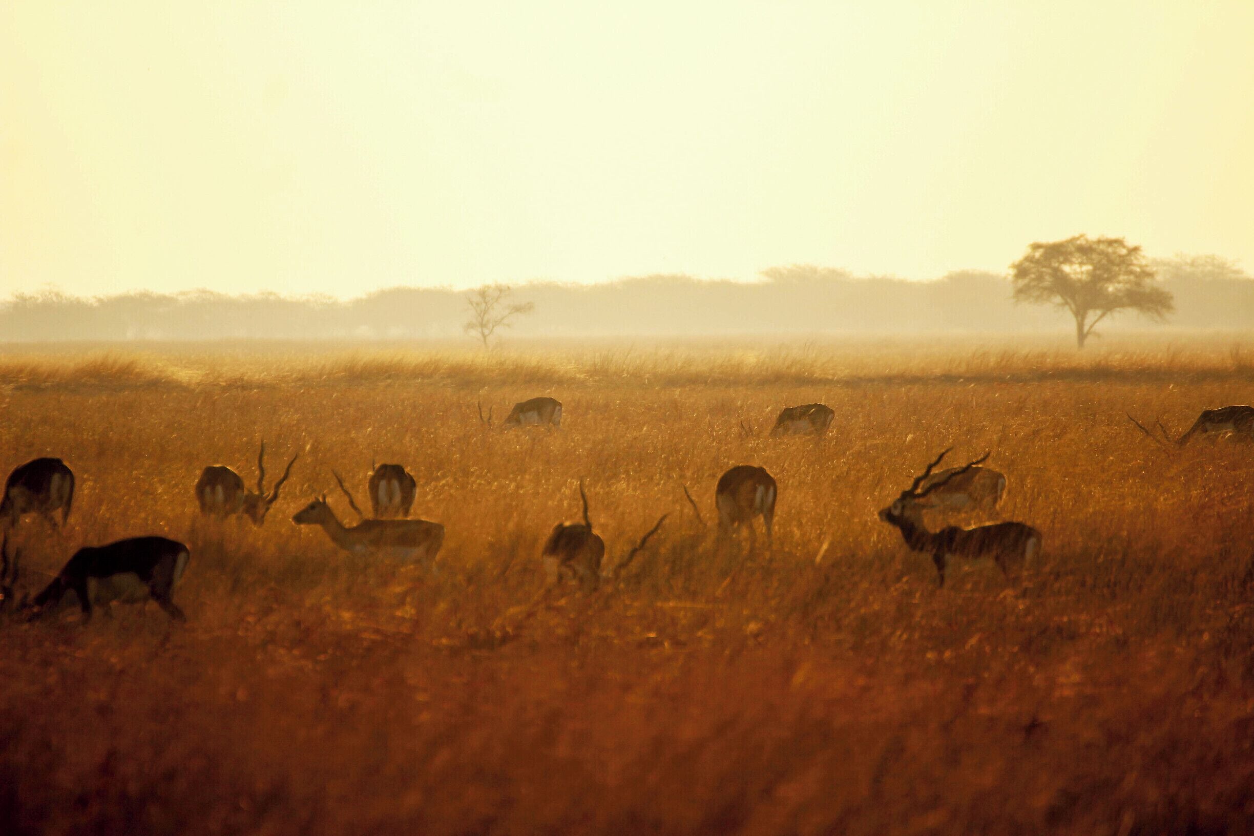 A herd of deer grazing in a golden field with a solitary tree in the distance.