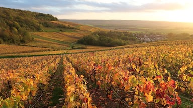 Paysage de coteau de vigne en automne en Champagne Ardenne (France)