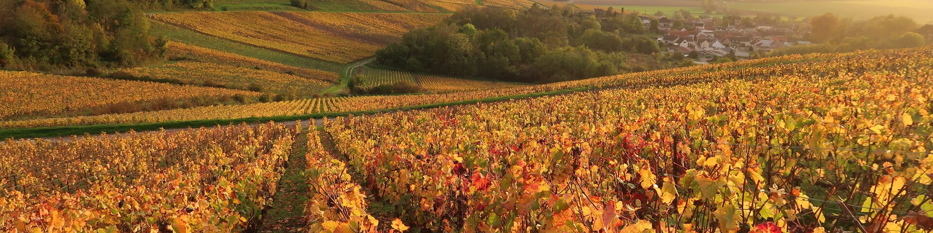 Paysage de coteau de vigne en automne en Champagne Ardenne (France)