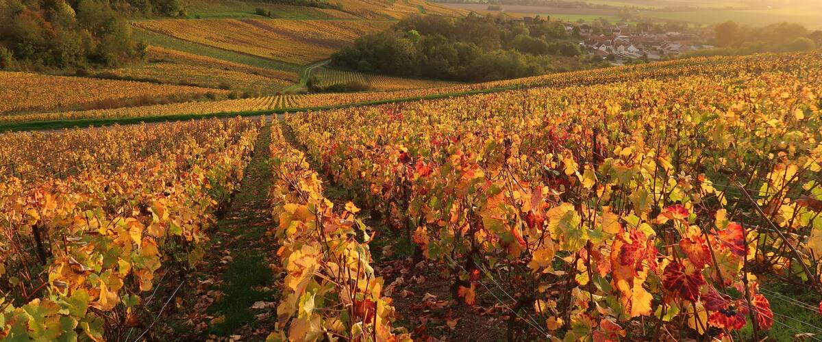 A vineyard with rows of grapevines and a town in the background.