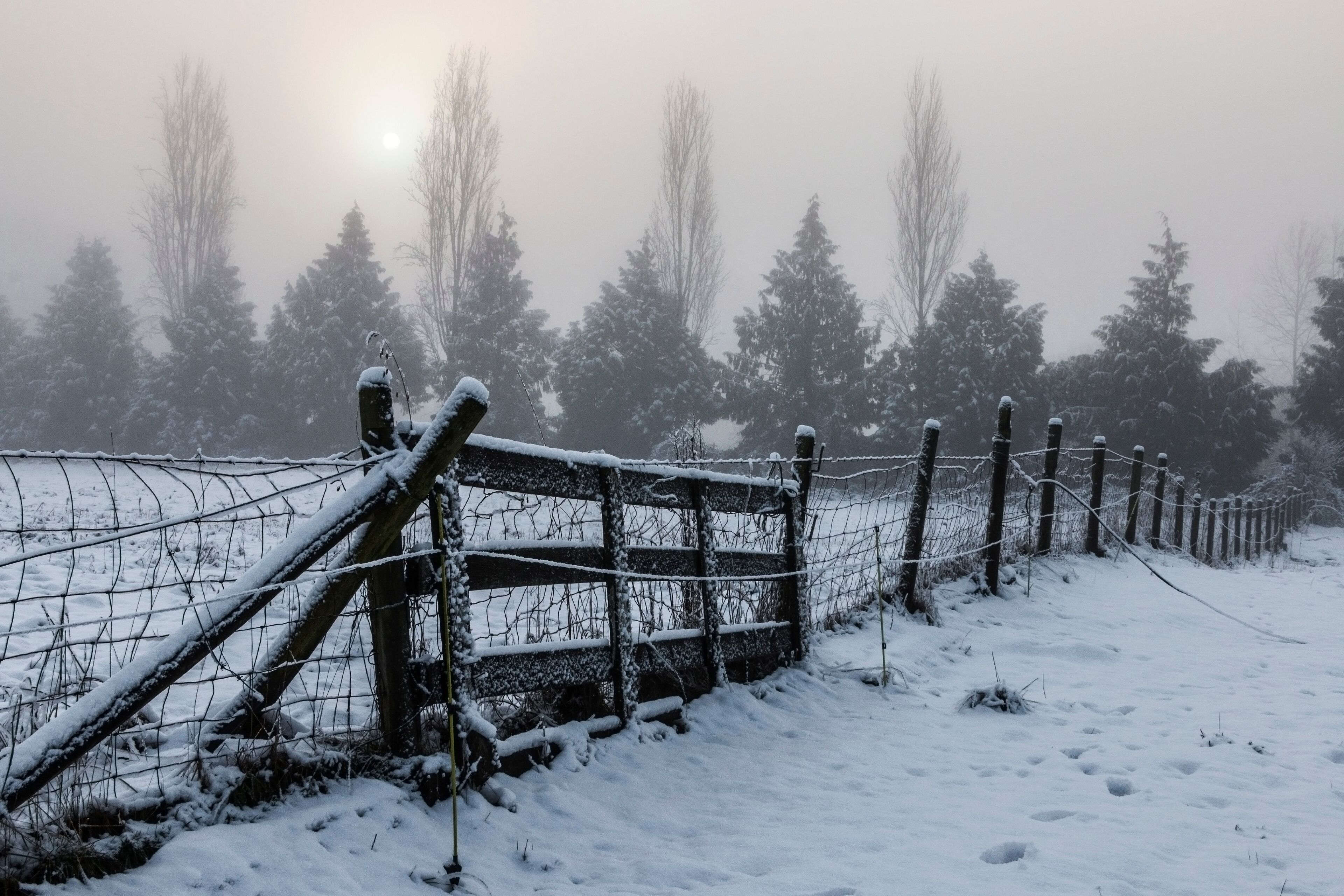 Foggy Winter Morning 