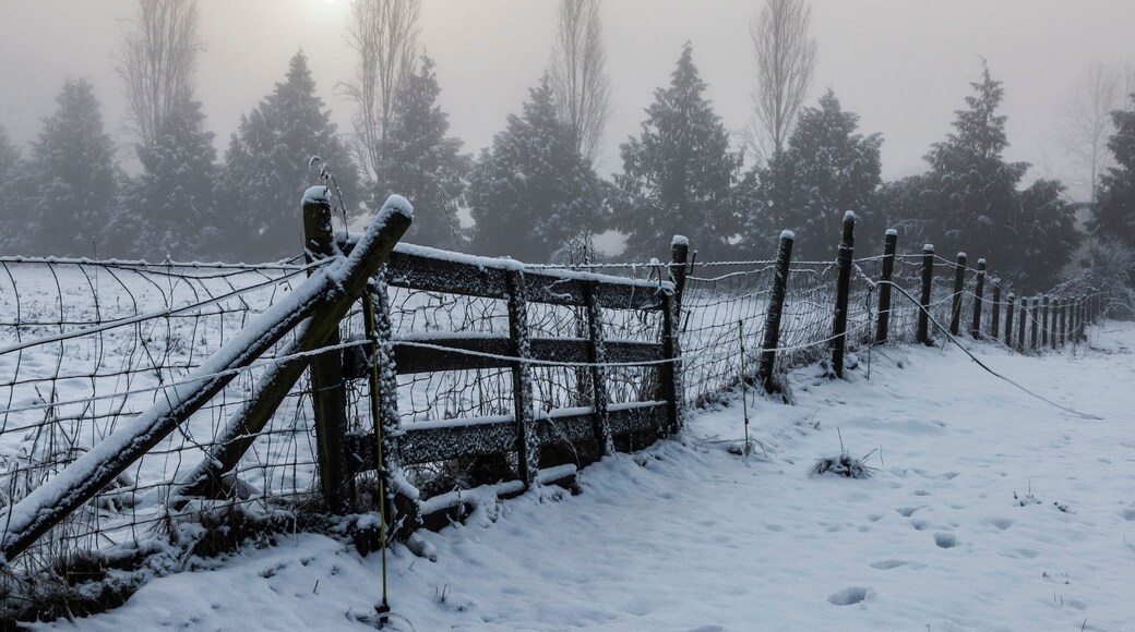 Foggy Winter Morning