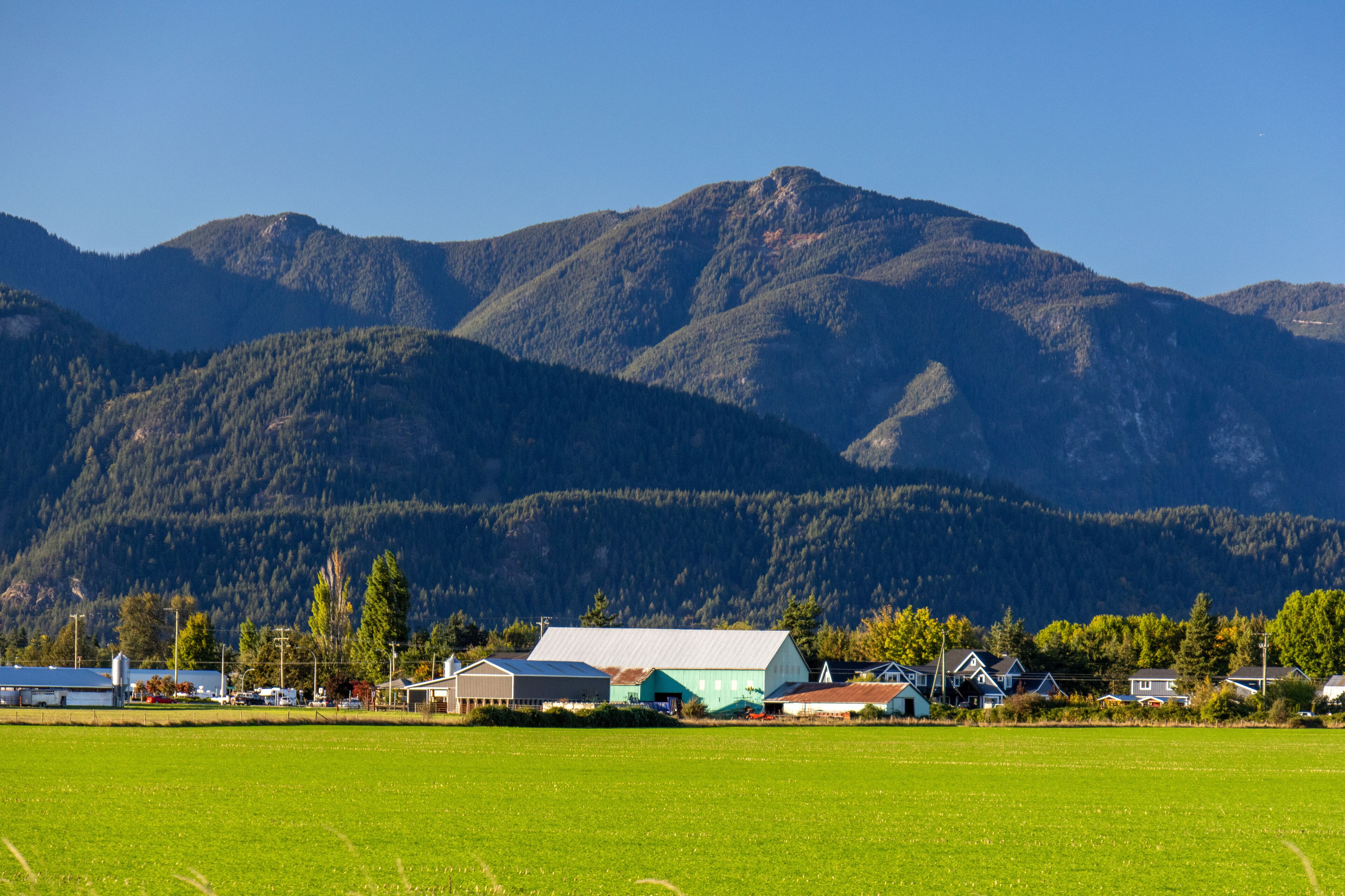 Farm buildings and green agricultural fields with dense forest covering the mountains under a clear blue sky in the Fraser Valley, British Columbia