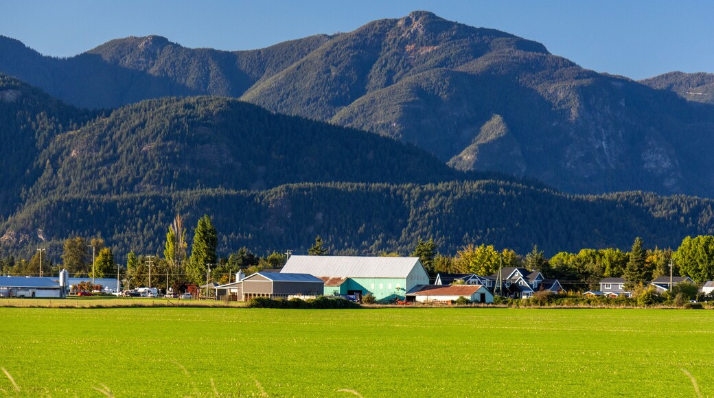 Farm buildings and green agricultural fields with dense forest covering the mountains under a clear blue sky in the Fraser Valley, British Columbia