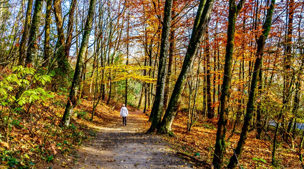 Senior Woman hiking the trails in Aldergrove Regional Park in fall colors in the Fraser Valley of British Columbia, Canada