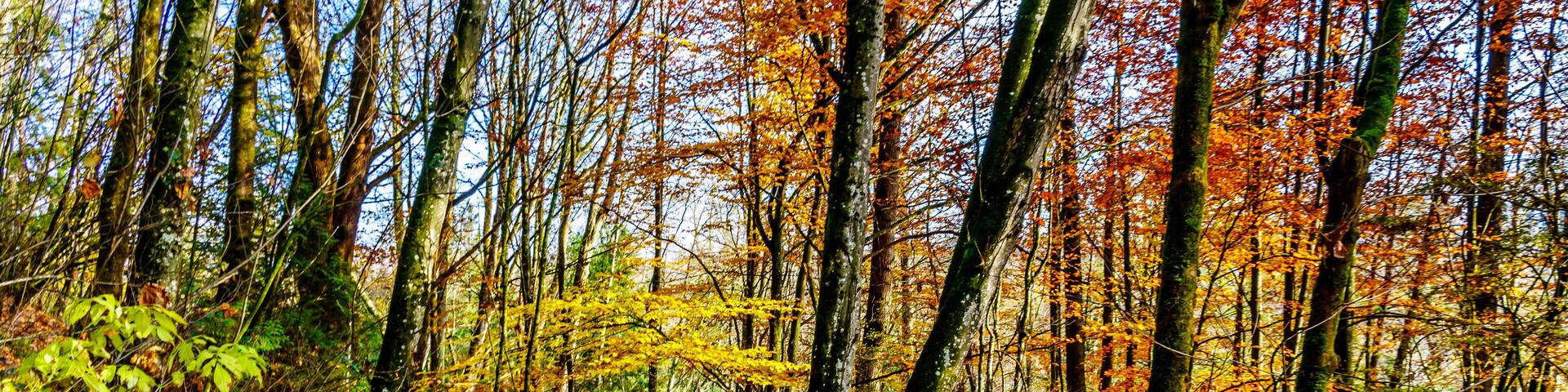 Senior Woman hiking the trails in Aldergrove Regional Park in fall colors in the Fraser Valley of British Columbia, Canada