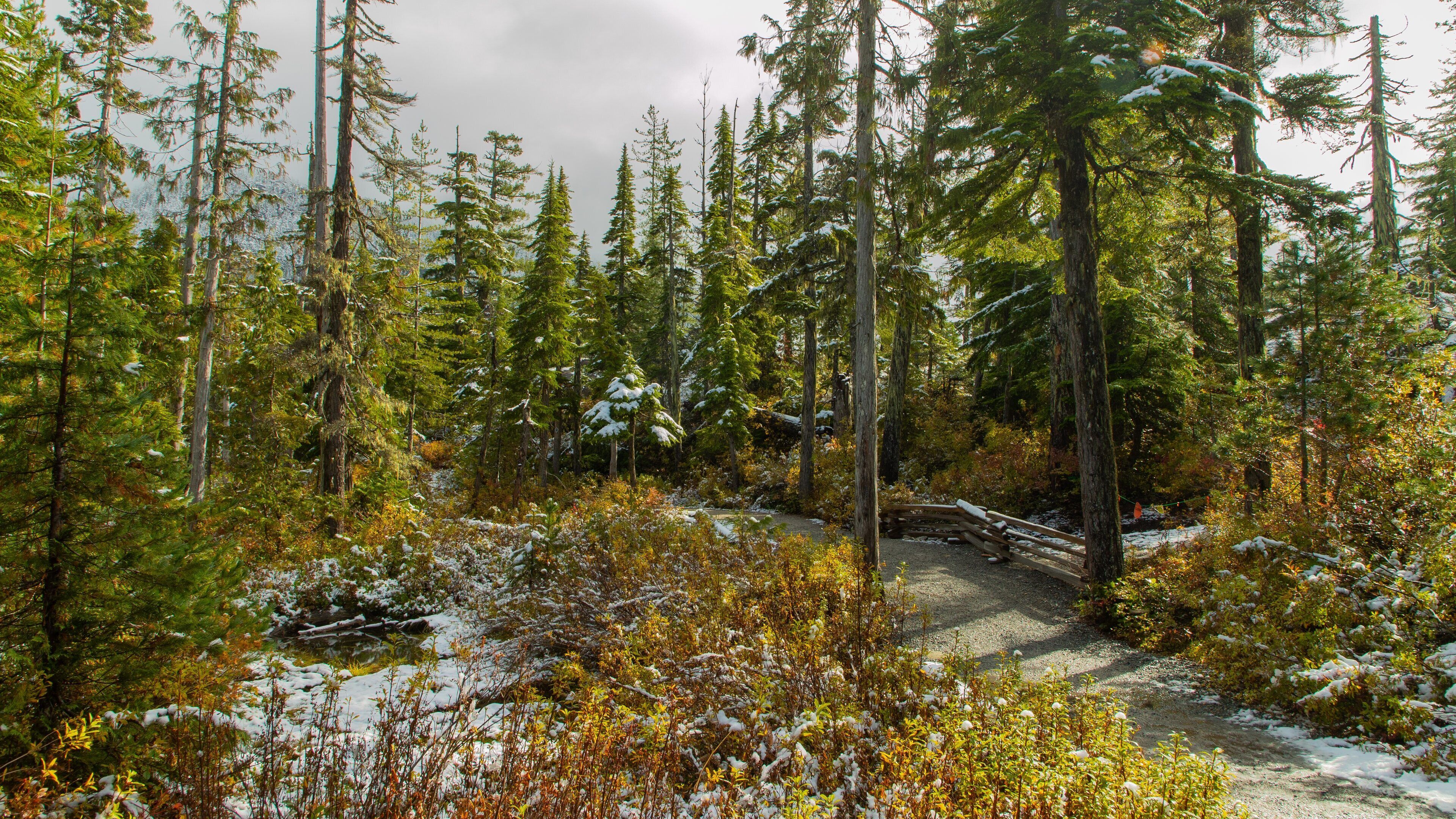 A forest with tall evergreen trees and a snow-covered path.