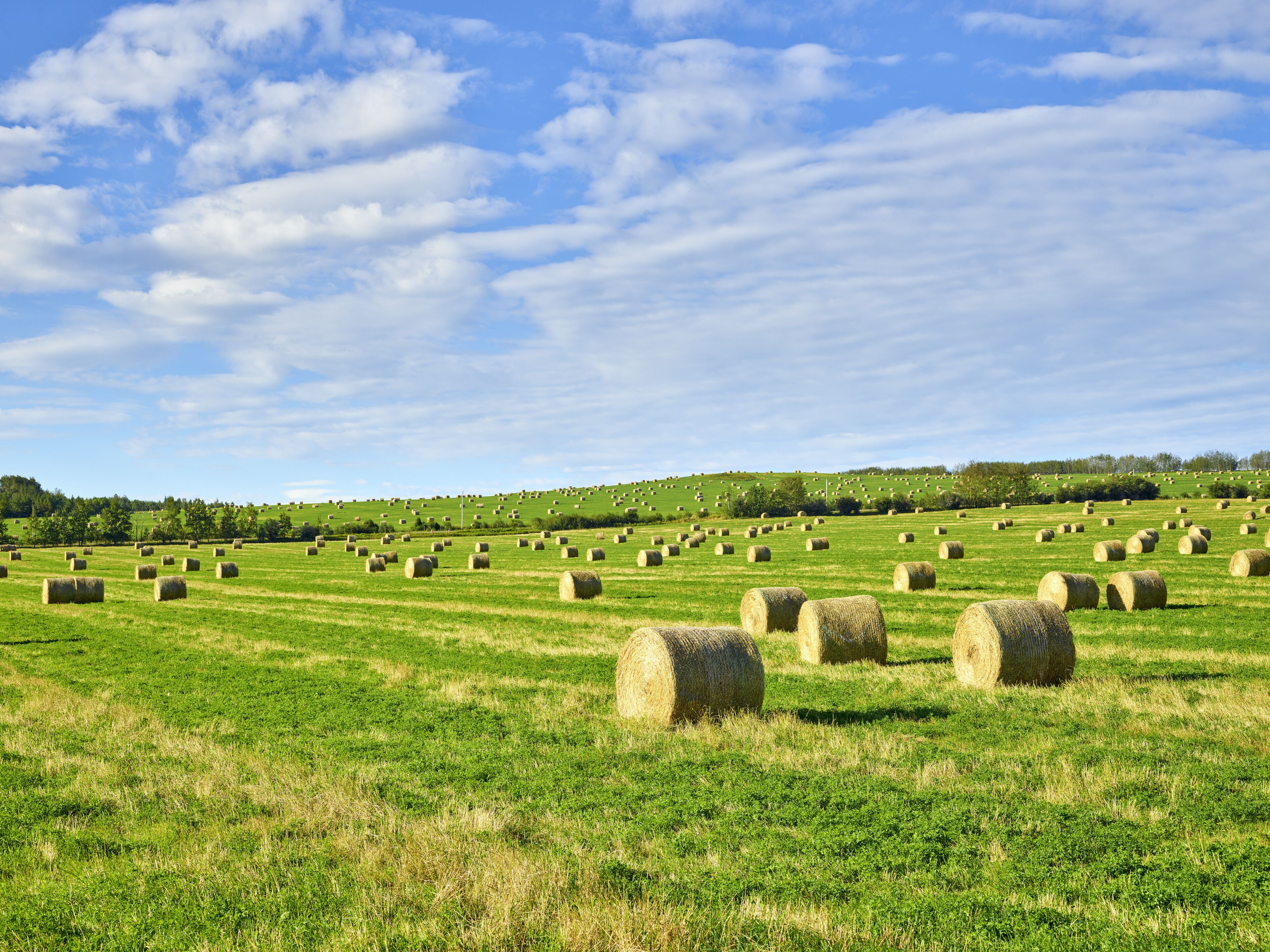 Rolled hay bales dotting the prairie farmland after harvest; Fort St John, British Columbia, Canada