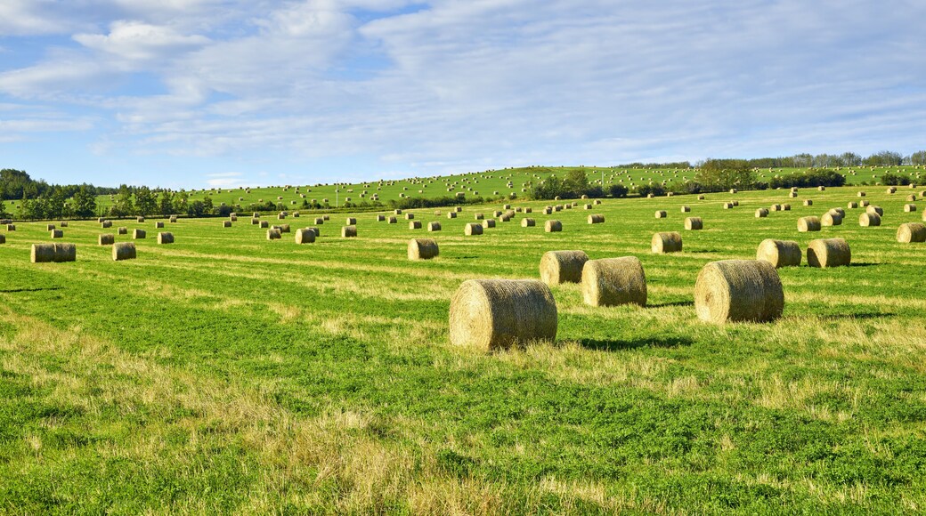 Rolled hay bales dotting the prairie farmland after harvest; Fort St John, British Columbia, Canada