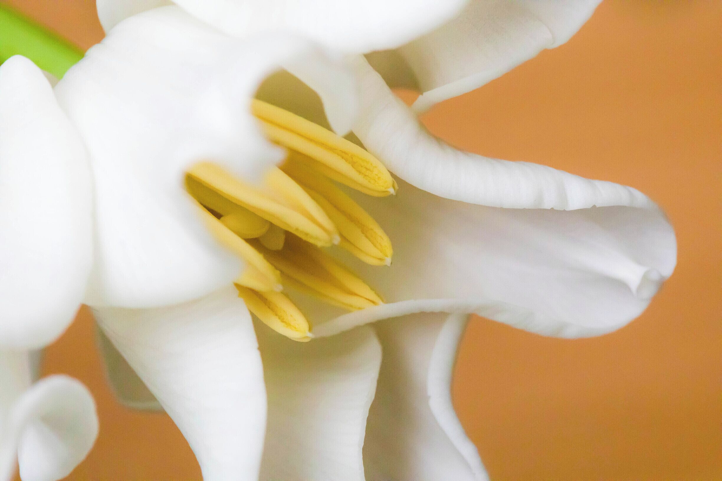 Tulip season!
#SpringFun