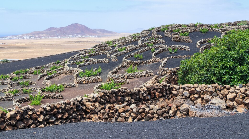 Viticulture near Tiagua, Municipio de Teguise, Lanzarote, Canary Islands, Spain.