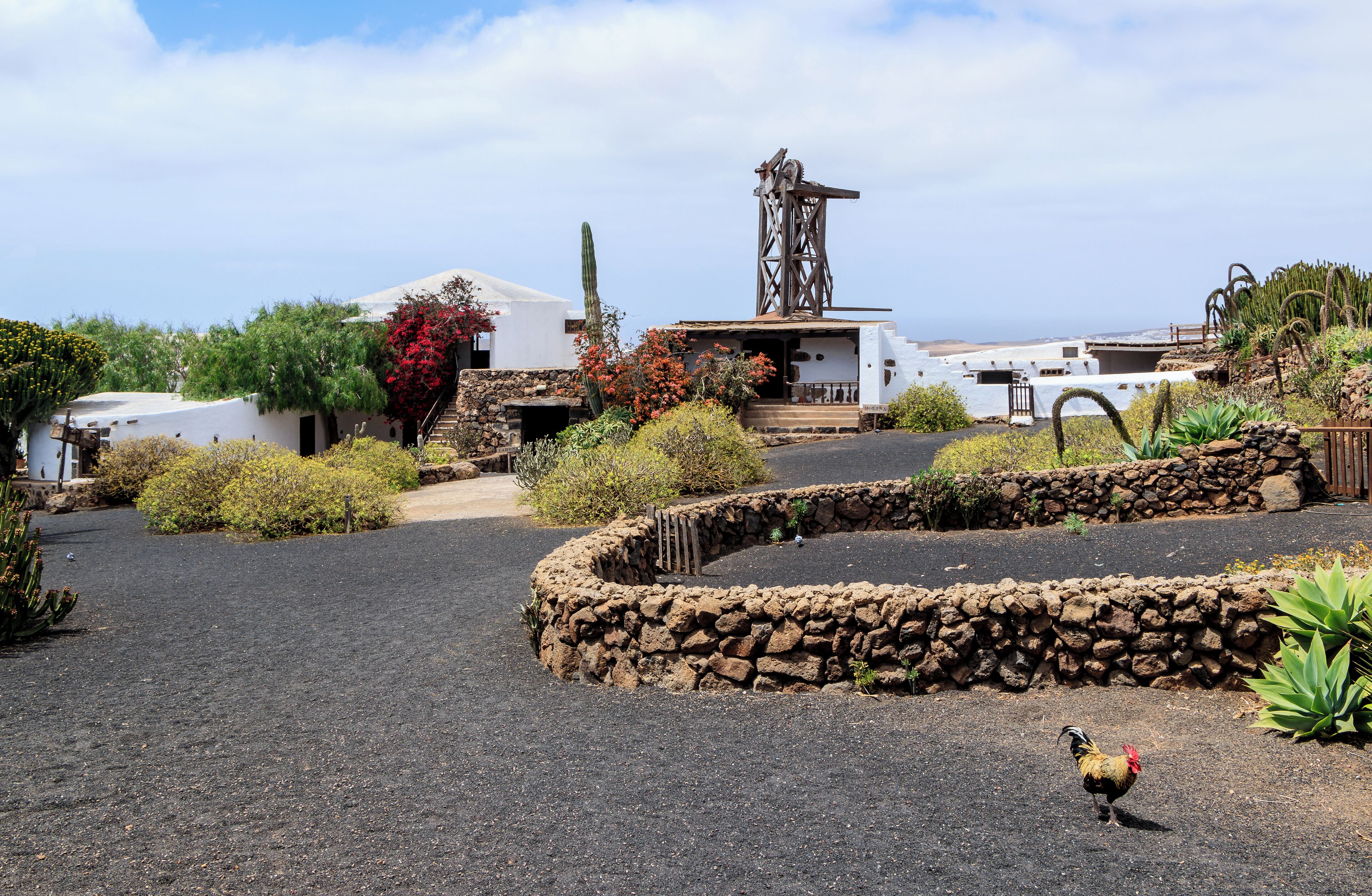 Ethnographic museum, stable and garden with indigenous plants, Museo Agrícola el Patio, Tiagua, Municipio de Teguise, Lanzarote, Canary Islands, Spain. The farm "El Patio" is one of the largest and oldest farms of Lanzarote. It was built at the beginning of the 19th century and inhabited until 1949. Now a museum, the furnishing of the rooms, kitchen, toilet, stable, wine cellar and others represents well the way of life of an agricultural worker at the begining of the 20th century. At that time it was the best developped and largest farm on he Island of Lanzarote. 20 farmhands with 15 camels worked on the fields of this farm.
