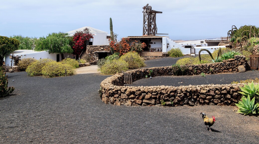 Ethnographic museum, stable and garden with indigenous plants, Museo Agrícola el Patio, Tiagua, Municipio de Teguise, Lanzarote, Canary Islands, Spain. The farm "El Patio" is one of the largest and oldest farms of Lanzarote. It was built at the beginning of the 19th century and inhabited until 1949. Now a museum, the furnishing of the rooms, kitchen, toilet, stable, wine cellar and others represents well the way of life of an agricultural worker at the begining of the 20th century. At that time it was the best developped and largest farm on he Island of Lanzarote. 20 farmhands with 15 camels worked on the fields of this farm.