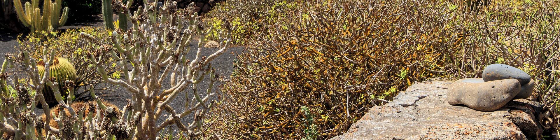 Cactus garden of the Museo Agrícola el Patio, Tiagua, Municipio de Teguise, Lanzarote, Canary Islands, Spain. The farm "El Patio" is one of the largest and oldest farms of Lanzarote. It was built at the beginning of the 19th century and inhabited until 1949. Now a museum, the furnishing of the rooms, kitchen, toilet, stable, wine cellar and others represents well the way of life of an agricultural worker at the begining of the 20th century. At that time it was the best developped and largest farm on he Island of Lanzarote. 20 farmhands with 15 camels worked on the fields of this farm.