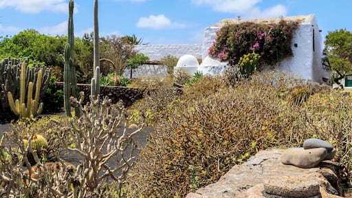 Cactus garden of the Museo AgrĂcola el Patio, Tiagua, Municipio de Teguise, Lanzarote, Canary Islands, Spain. The farm "El Patio" is one of the largest and oldest farms of Lanzarote. It was built at the beginning of the 19th century and inhabited until 1949. Now a museum, the furnishing of the rooms, kitchen, toilet, stable, wine cellar and others represents well the way of life of an agricultural worker at the begining of the 20th century. At that time it was the best developped and largest farm on he Island of Lanzarote. 20 farmhands with 15 camels worked on the fields of this farm.