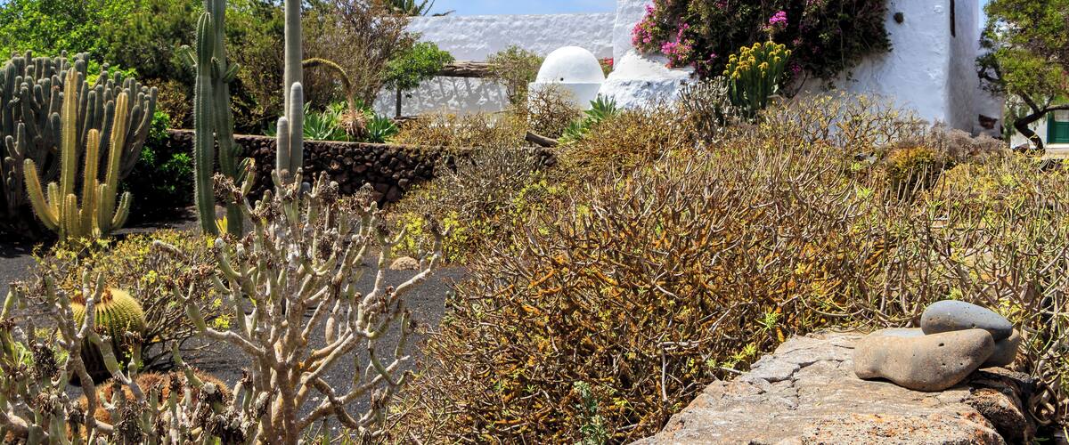 A white building with a dome and pink flowers, surrounded by cacti and dry vegetation.