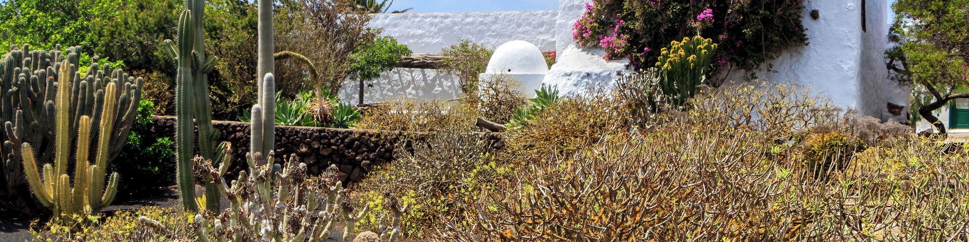 A white building with a dome and pink flowers, surrounded by cacti and dry vegetation.