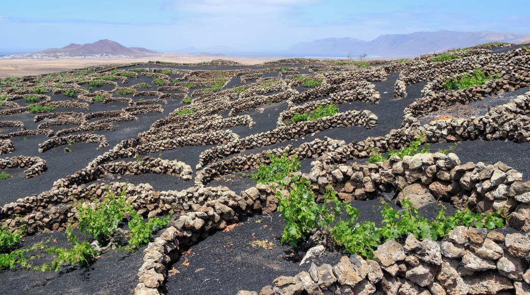 Viticulture near Tiagua, Municipio de Teguise, Lanzarote, Canary Islands, Spain.