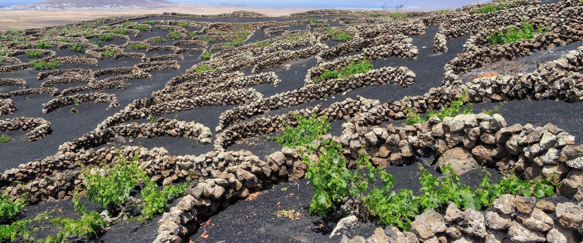 Viticulture near Tiagua, Municipio de Teguise, Lanzarote, Canary Islands, Spain.