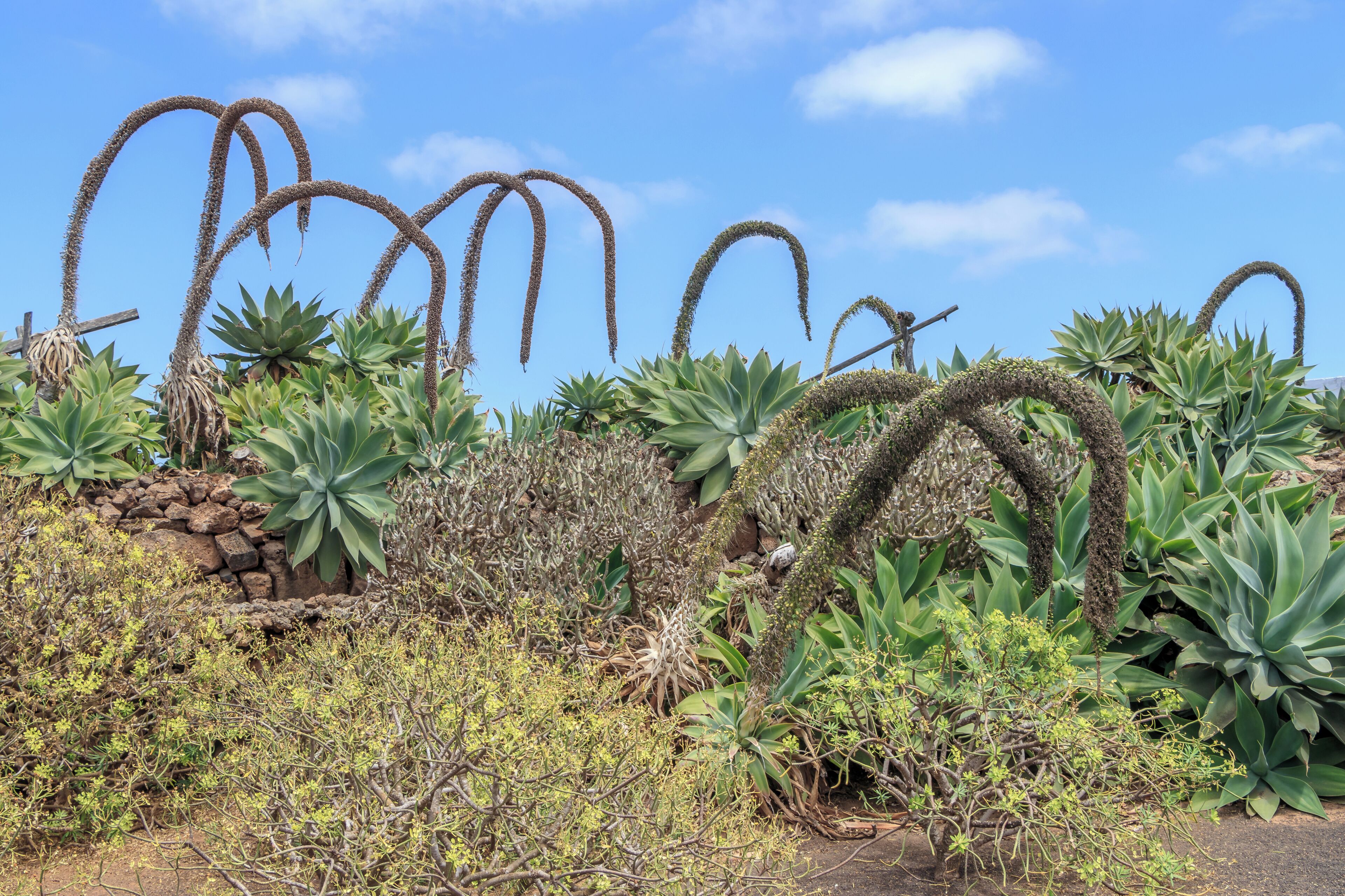 Agave attenuata Salm-Dyck 1834 , Drachenbaum-Agave, Habitus; Museo Agrícola el Patio, Tiagua, Municipio de Teguise, Lanzarote, Kanarische Inseln, Spanien.