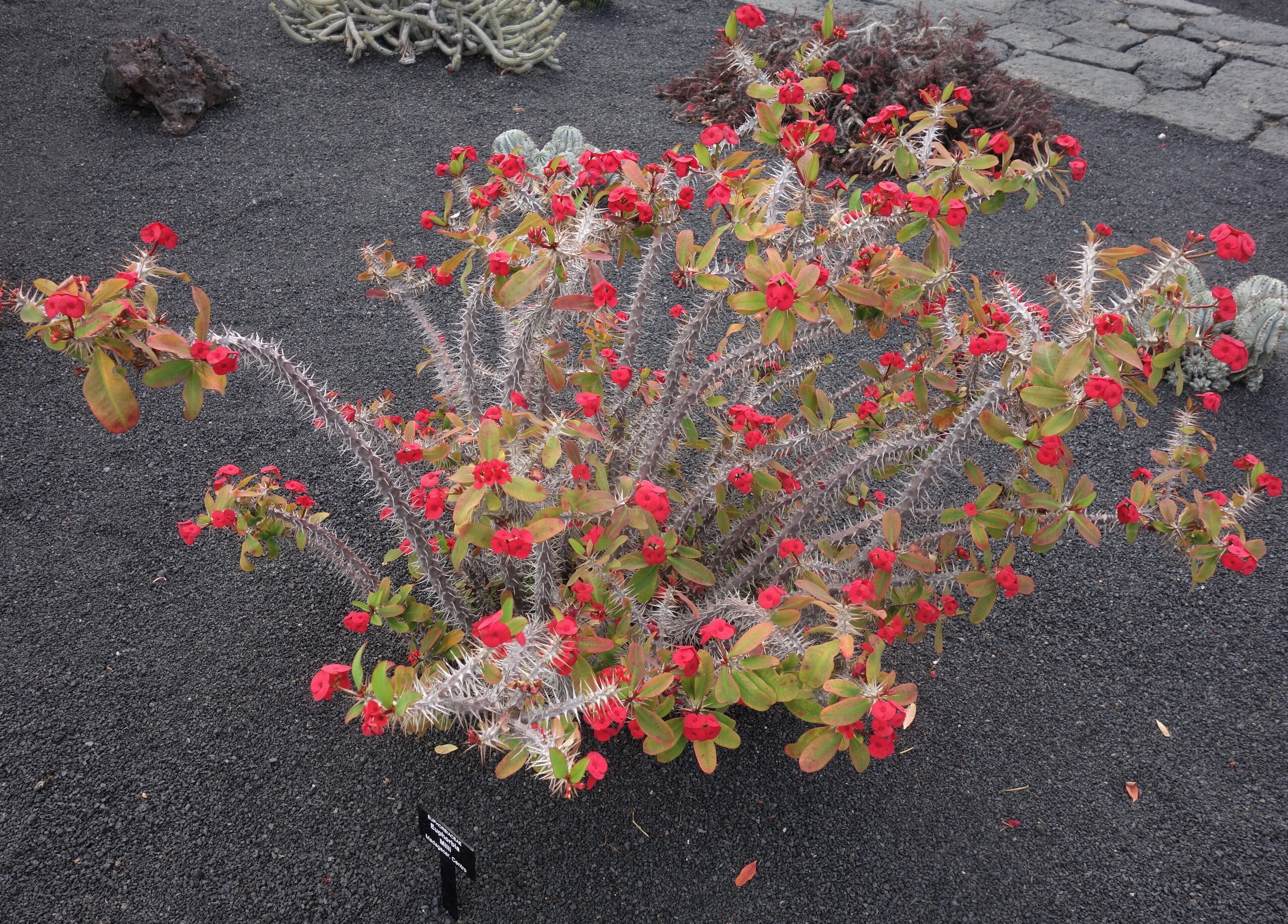 The walk through the garden takes you along 7,000 cacti in all kinds of different shapes and sizes, of more than 1,000 different species. The cacti come from different places such as from Peru, Mexico, Chile, America, Kenya, Tanzania, Madagascar, Morocco ... Some species are not found in the wild anywhere else in the world anymore. The garden receives more than 500,000 visitors annually.