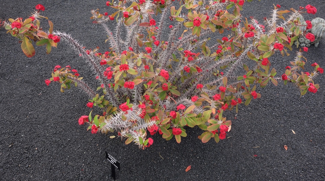 The walk through the garden takes you along 7,000 cacti in all kinds of different shapes and sizes, of more than 1,000 different species. The cacti come from different places such as from Peru, Mexico, Chile, America, Kenya, Tanzania, Madagascar, Morocco ... Some species are not found in the wild anywhere else in the world anymore. The garden receives more than 500,000 visitors annually.