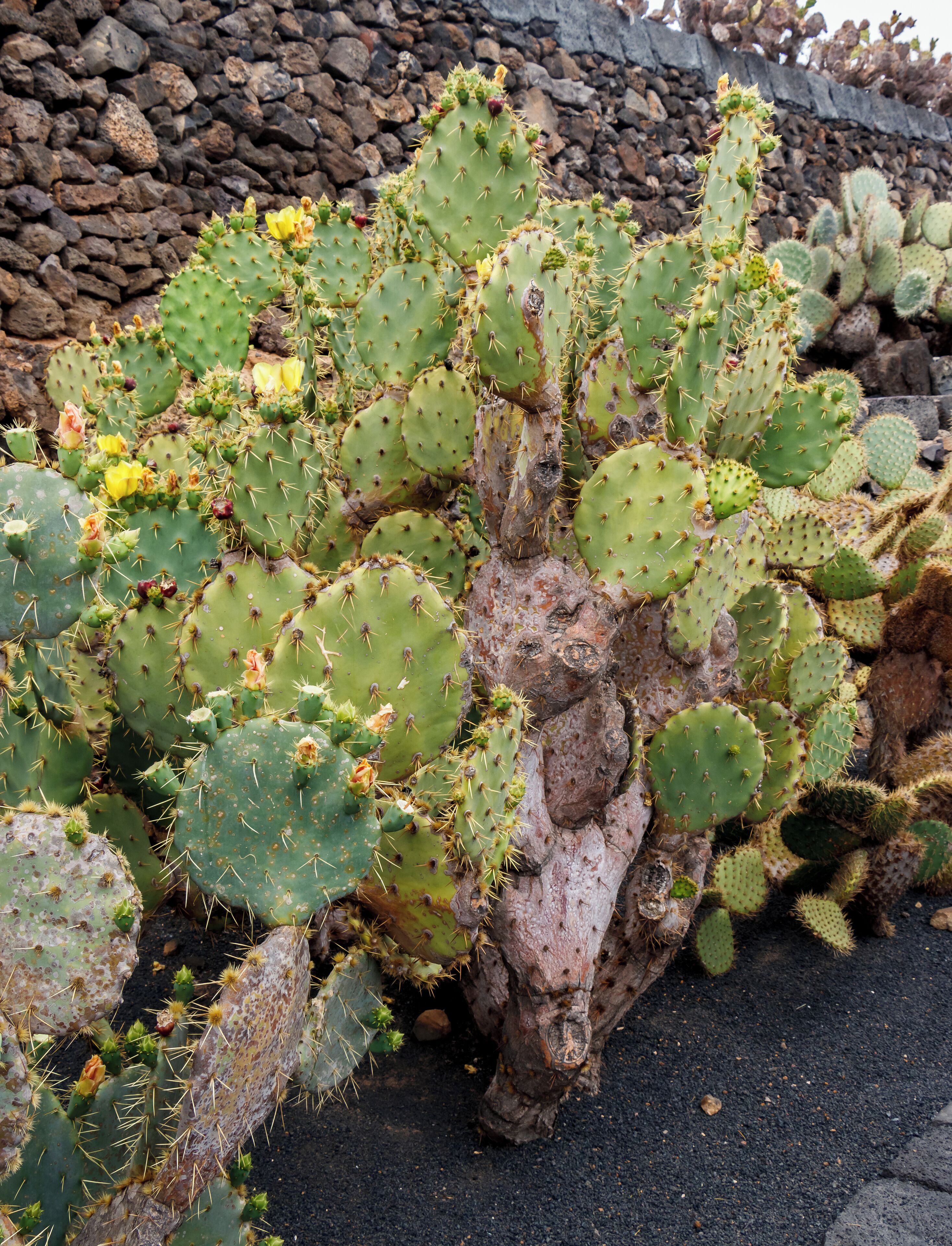Opuntia hyptiacantha F.A.C.Weber; Habitus; Jardin de Cactus, Guatiza, Lanzarote, Canary Islands, Spain.
