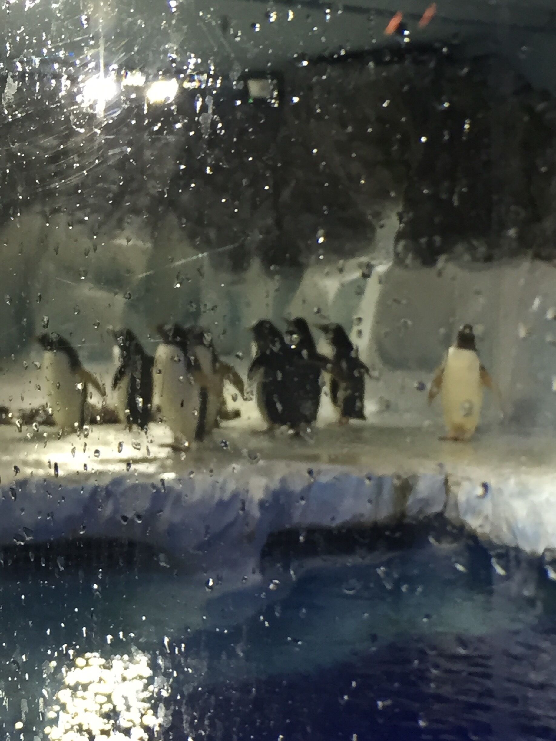 Some cool looking penguins last weekend. 👌🏻