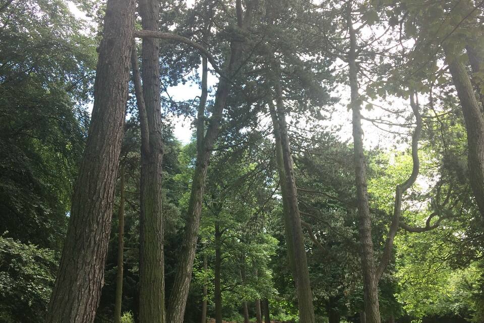 A forest path surrounded by tall trees and lush greenery.