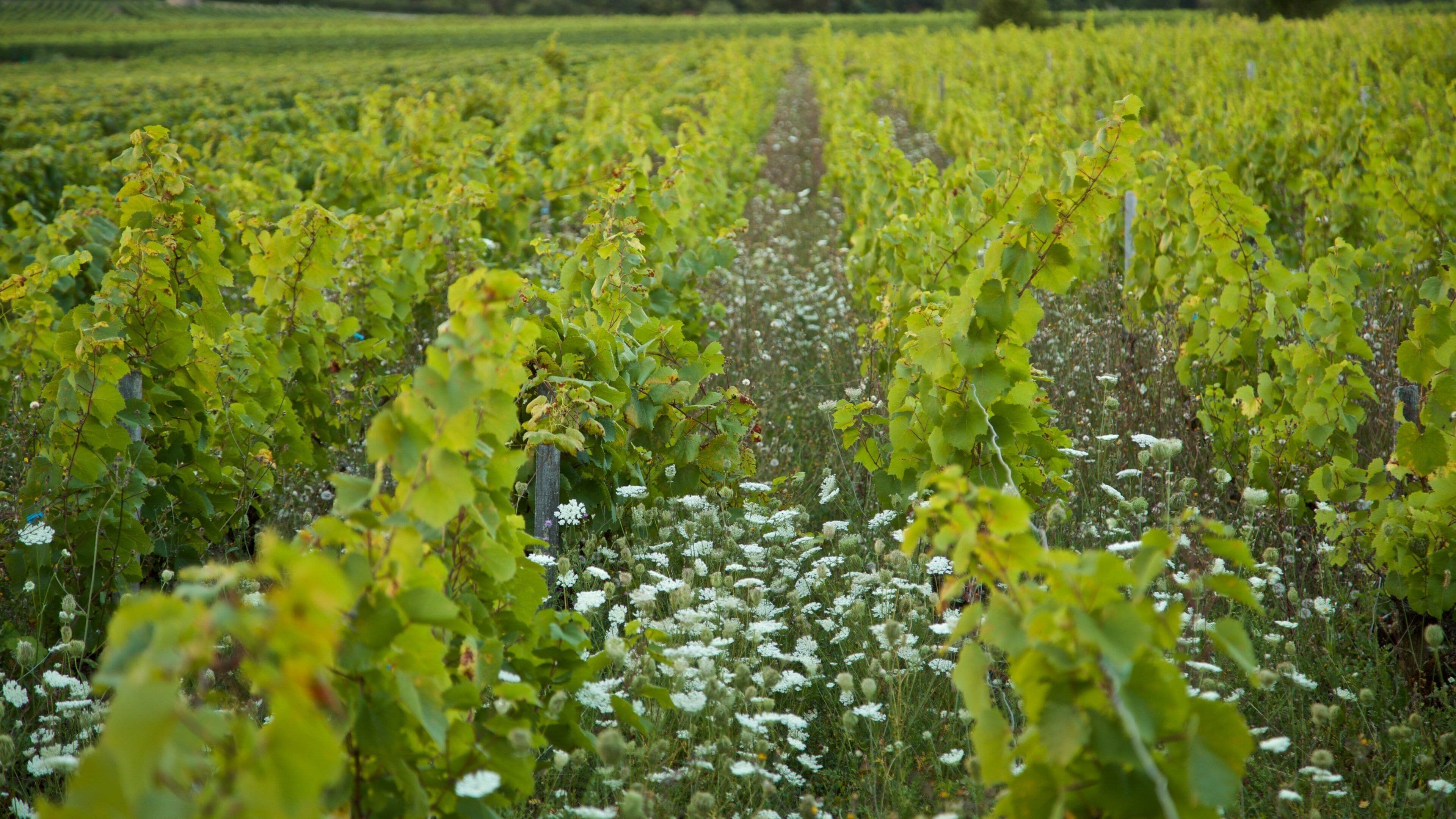 A vineyard with rows of grapevines and white flowers in the foreground.