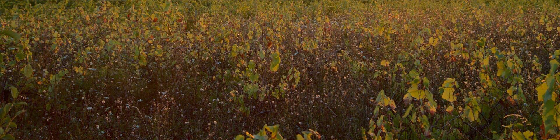 Beaune montrant scĂšnes tranquilles, panoramas et coucher de soleil