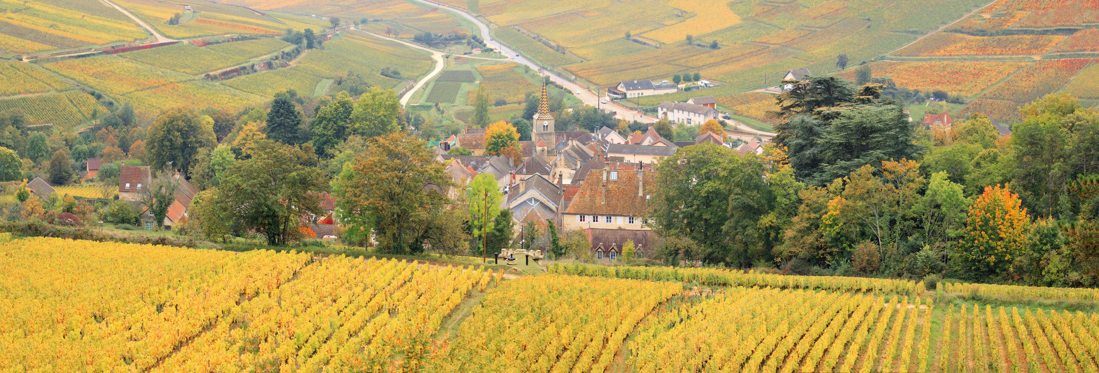 A vineyard with rows of grapevines, a church with a tall spire, and a village with houses and a road winding through the hills.