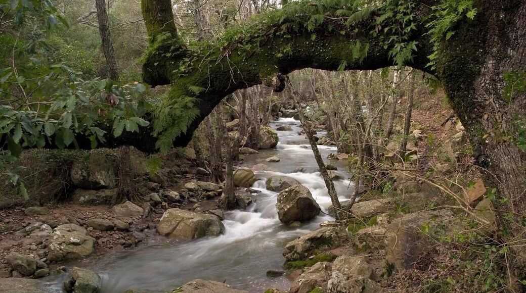 Para Reto 24h. Un agradable paseo por el rio Guadalmesi hace un par de años creo. Me gustaba como la rama del arbol enmarcaba la parte alta de la foto y como el rio me llevaba la vista hacia la parte izquierda de la imagen. Espero que os guste