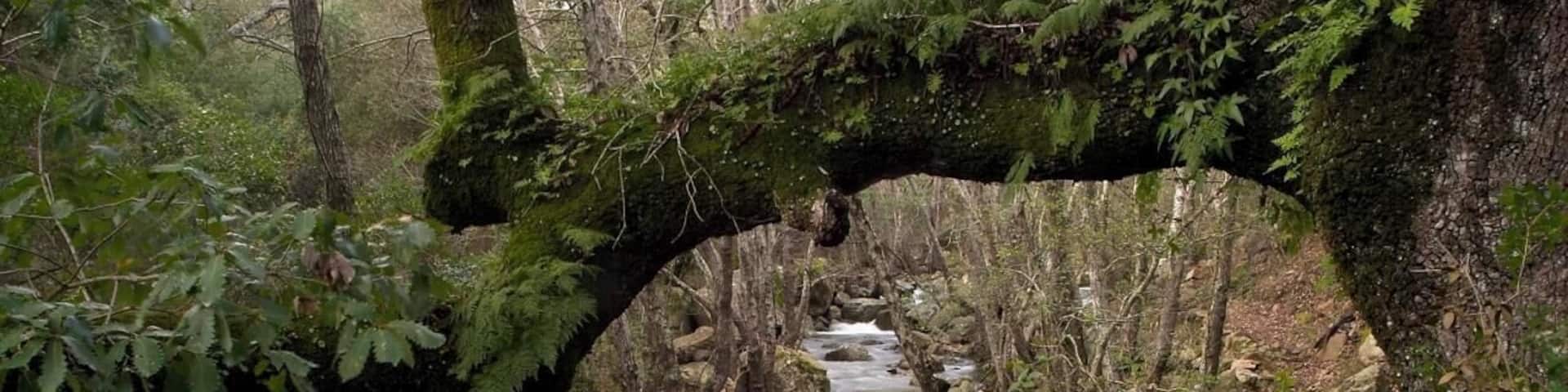 Para Reto 24h. Un agradable paseo por el rio Guadalmesi hace un par de años creo. Me gustaba como la rama del arbol enmarcaba la parte alta de la foto y como el rio me llevaba la vista hacia la parte izquierda de la imagen. Espero que os guste