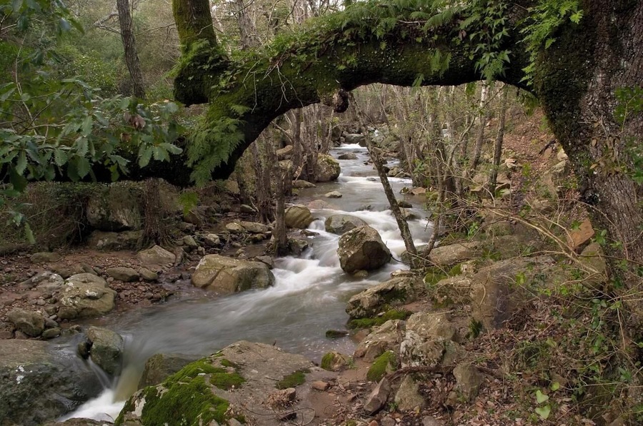 Para Reto 24h. Un agradable paseo por el rio Guadalmesi hace un par de años creo. Me gustaba como la rama del arbol enmarcaba la parte alta de la foto y como el rio me llevaba la vista hacia la parte izquierda de la imagen. Espero que os guste