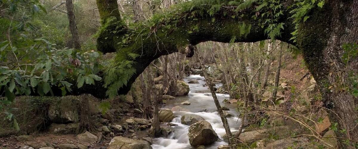 A forest stream flowing under a moss-covered stone bridge.