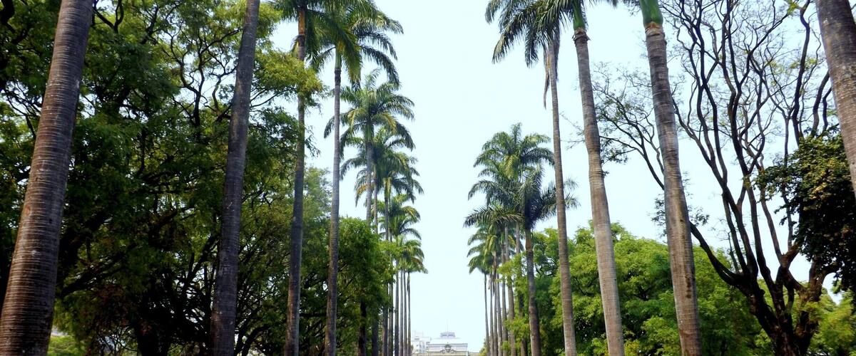 Praça da Liberdade em Belo Horizonte-Minas Gerais-Brasil. Ao fundo o Palácio da Liberdade, sede do governo estadual.
Liberty Square in Belo Horizonte-Minas Gerais-Brazil. In the background is the Palácio da Liberdade, former seat of state government.
#Green