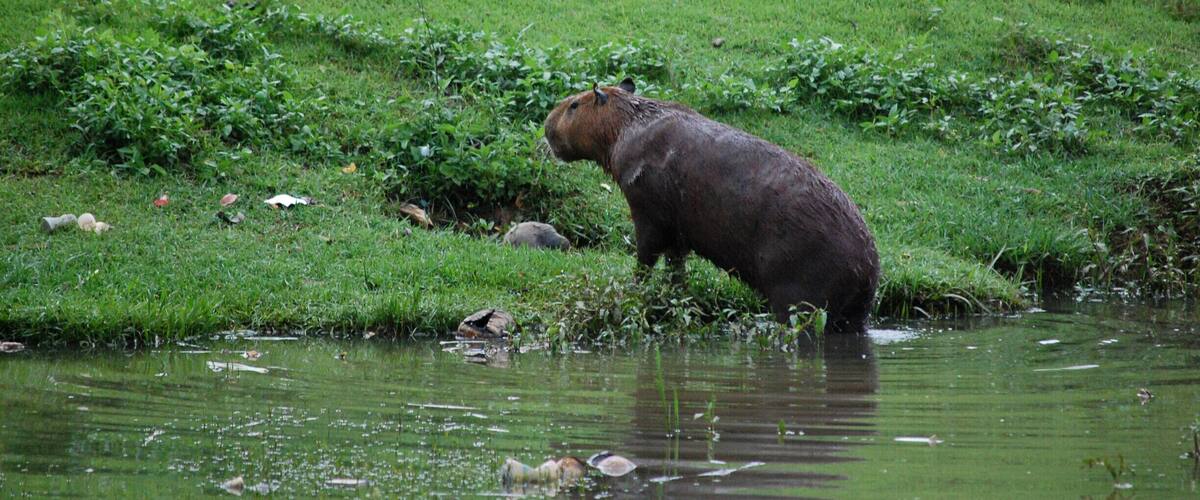 The first time I saw capybaras. 
To me, it was bliss. :)