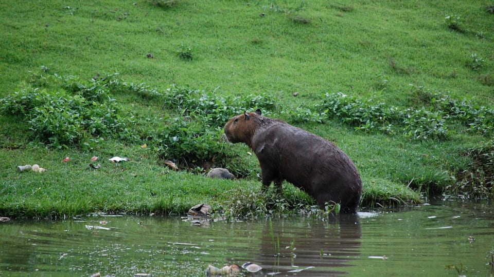 The first time I saw capybaras.
To me, it was bliss. :)