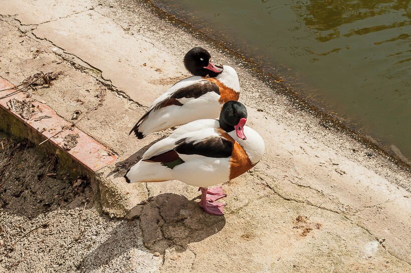  #spain #animals ##landscape #travel #places #zoo