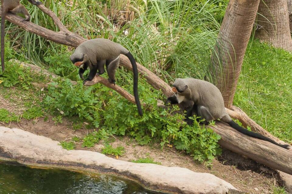 Two monkeys on a branch by a water body.