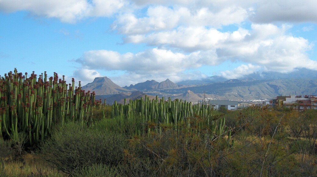 Teneriffa - Süd - La Galletas
